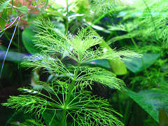 オオセイヨウキクモ