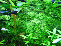 オオセイヨウキクモ