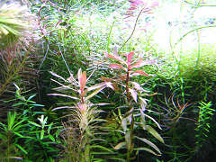 アマニア・セネガレンシス