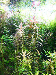 アマニア・セネガレンシス