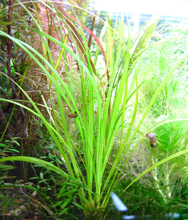 シペルス・ヘルフェリー