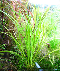 シペルス・ヘルフェリー