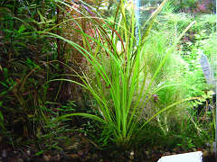 シペルス・ヘルフェリー