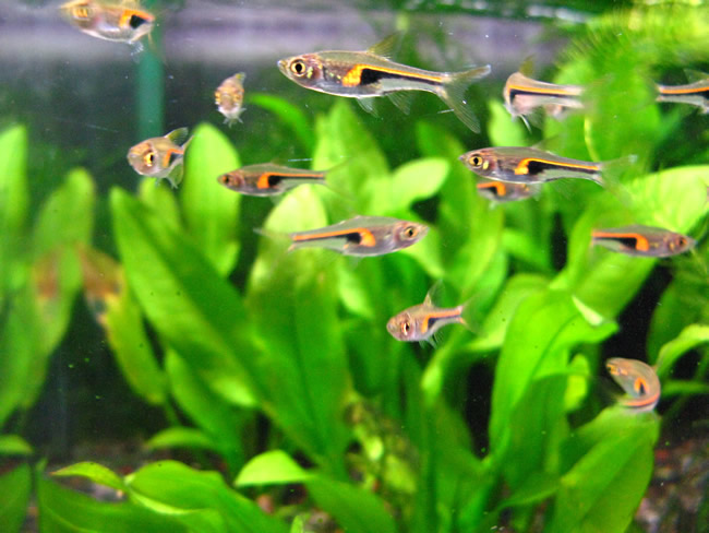 ラスボラ・ヘンゲリー