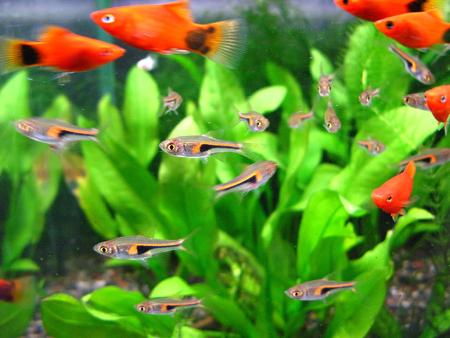 ラスボラ・ヘンゲリー