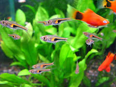 ラスボラ・ヘンゲリー