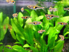 ラスボラ・ヘンゲリー