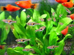 ラスボラ・ヘンゲリー