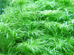 トニナSPベレン