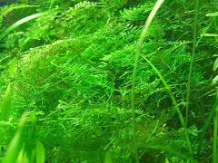 南米ウィローモス