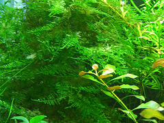 南米ウィローモス