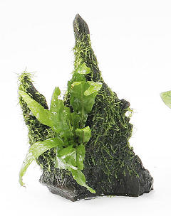 ミクロソリウム