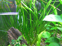 バリスネリア スピラリス