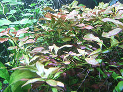 ルドヴィジア ナタンス