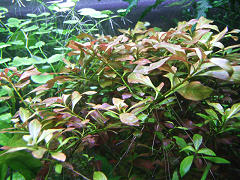 ルドヴィジア ナタンス