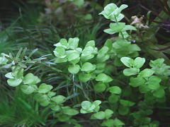 ラージ・パールグラス