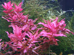 レッドリーフ・バコパ