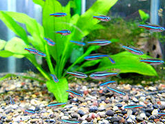 グリーンネオンテトラ