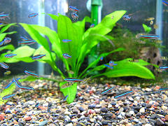 グリーンネオンテトラ