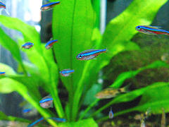 グリーンネオンテトラ