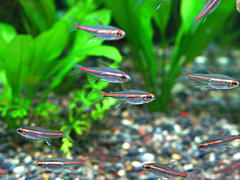 グローライトテトラ