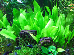 エキノドルス アマゾンソード