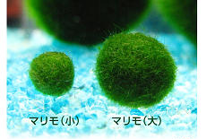 水槽屋が販売するマリモ
