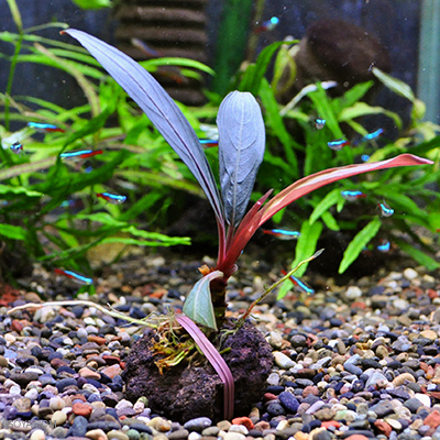 ブセファランドラ種類 水槽屋.com │ 熱帯魚・水草と