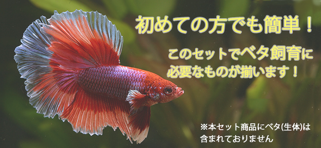 ベタ 水槽 熱帯魚 ベタの飼育 水槽セット