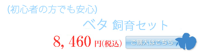 【初心者の方でも安心】ベタ飼育セット8460円（税込）　ご購入はこちら