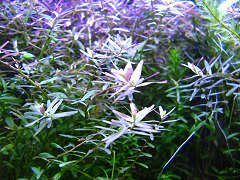 ロタラsp．&ldquo;セイロン&rdquo;