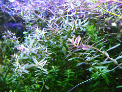 ロタラsp．&ldquo;セイロン&rdquo;