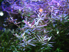 ロタラsp．&ldquo;セイロン&rdquo;