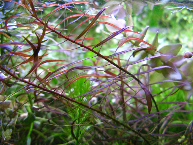 ニードルリーフ