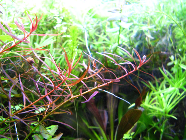 ニードルリーフ