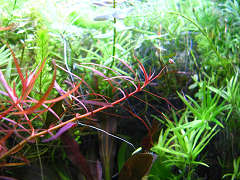 ニードルリーフ