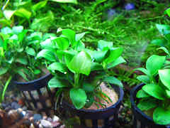 アヌビアス・ペッチー（POT）