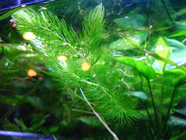 メダカの水草 マツモ 金魚藻 優良 5本