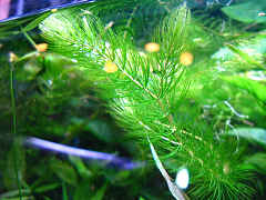 マツモ（金魚藻）