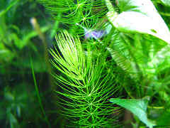 マツモ（金魚藻）