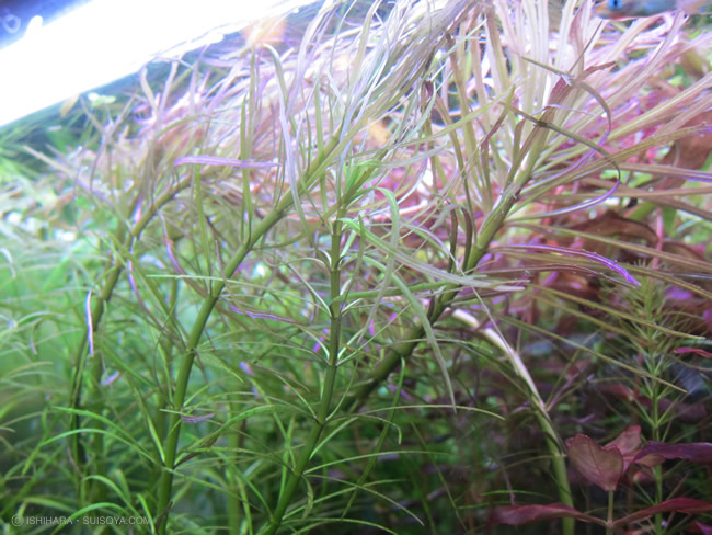 エウステラリス sp．“ダッセン”