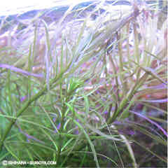 エウステラリスsp．&ldquo;ダッセン&rdquo;