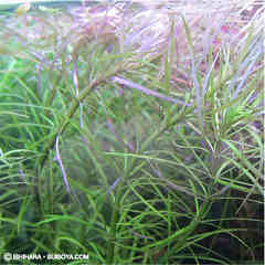 エウステラリスsp．&ldquo;ダッセン&rdquo;