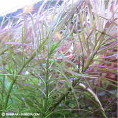 エウステラリスsp．&ldquo;ダッセン&rdquo;