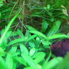 ストロジンsp．