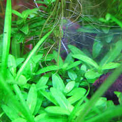 ストロジンsp．