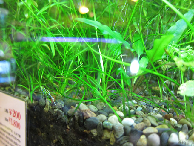 バリスネリア・ナナ