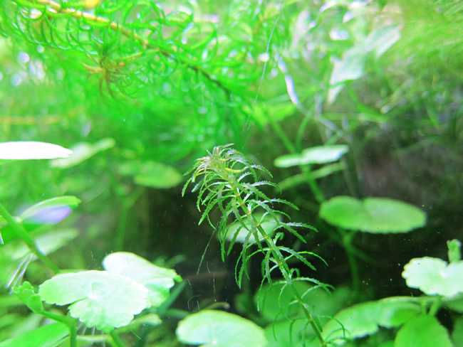 ラガロシフォン・マヨール