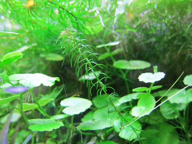 ラガロシフォン・マヨール