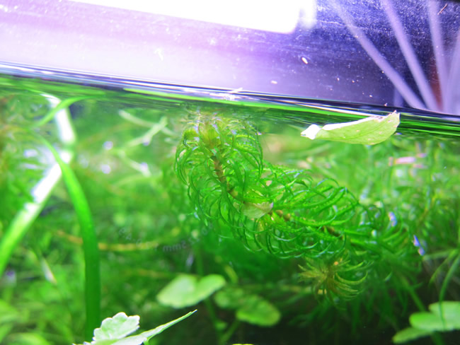 ラガロシフォン・マヨール